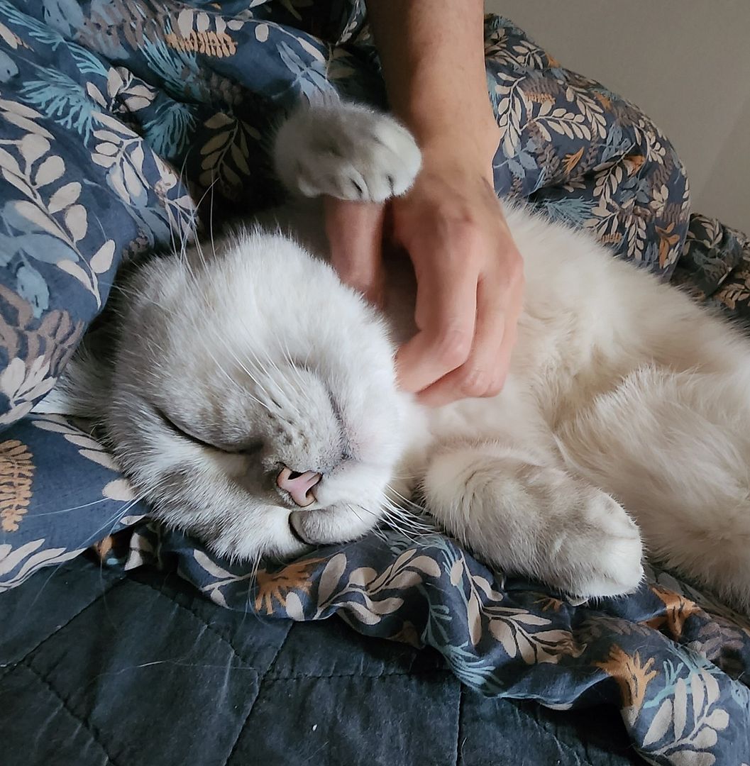 enjoy cute white cat