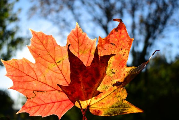 autumn colors