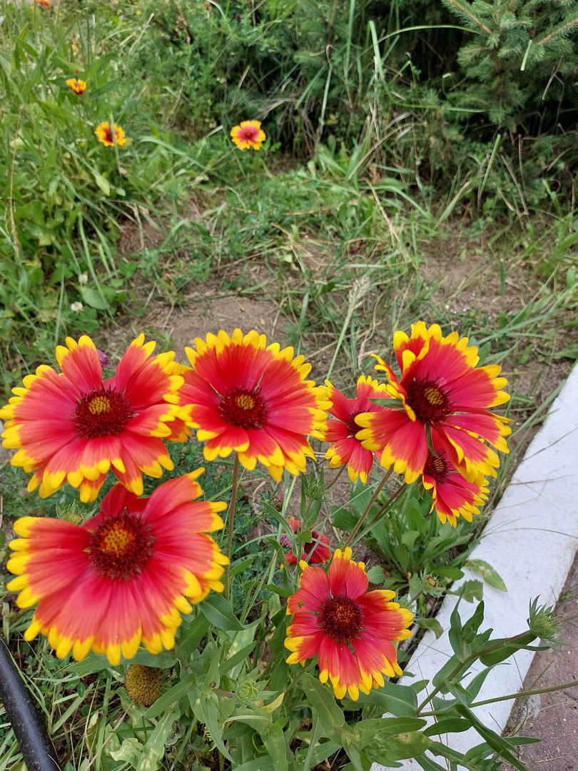 Summer flowers