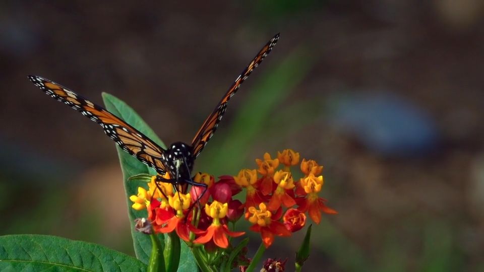 Beautiful Butterfly