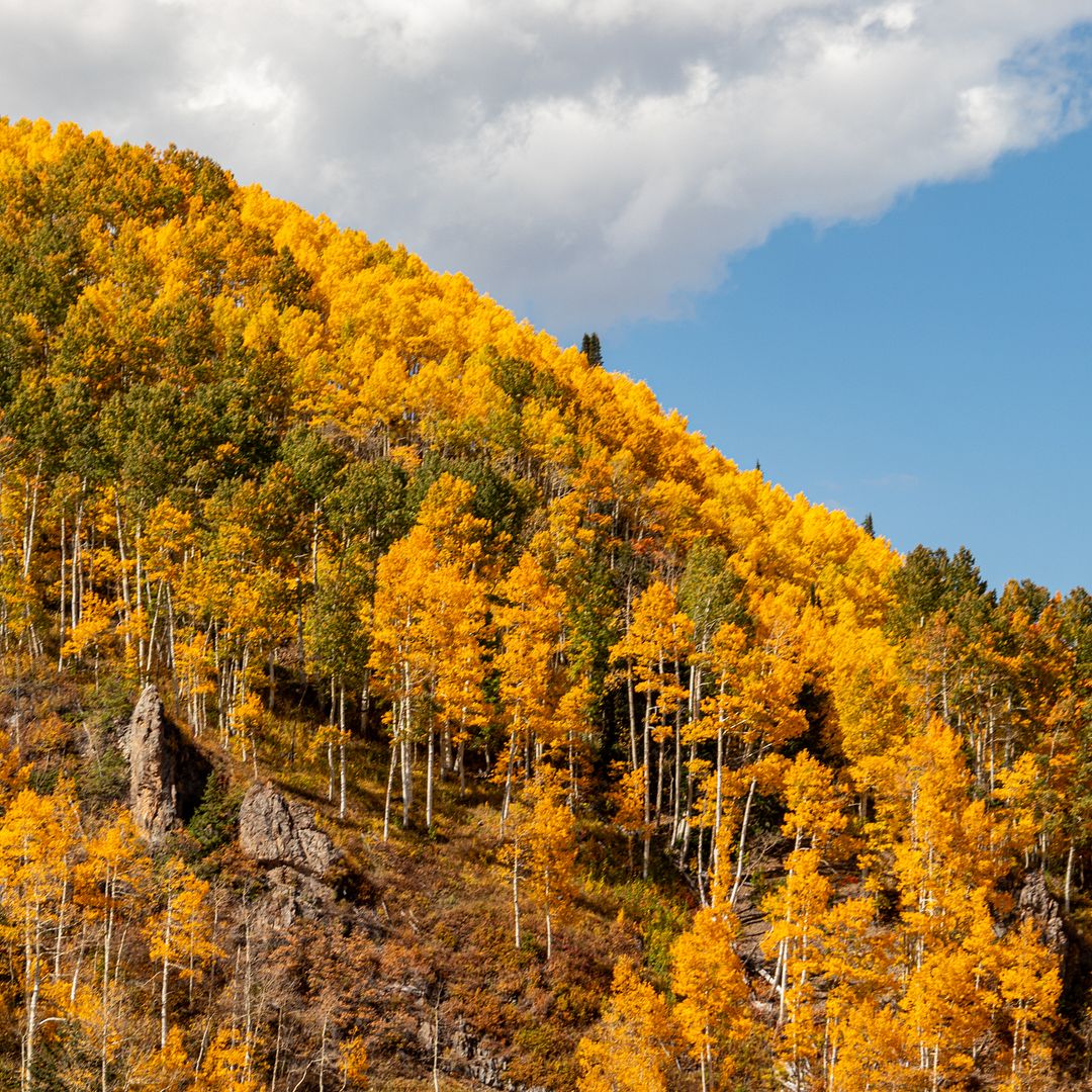 Colorado Gold Rush