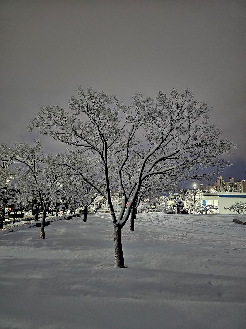 Snow Tree