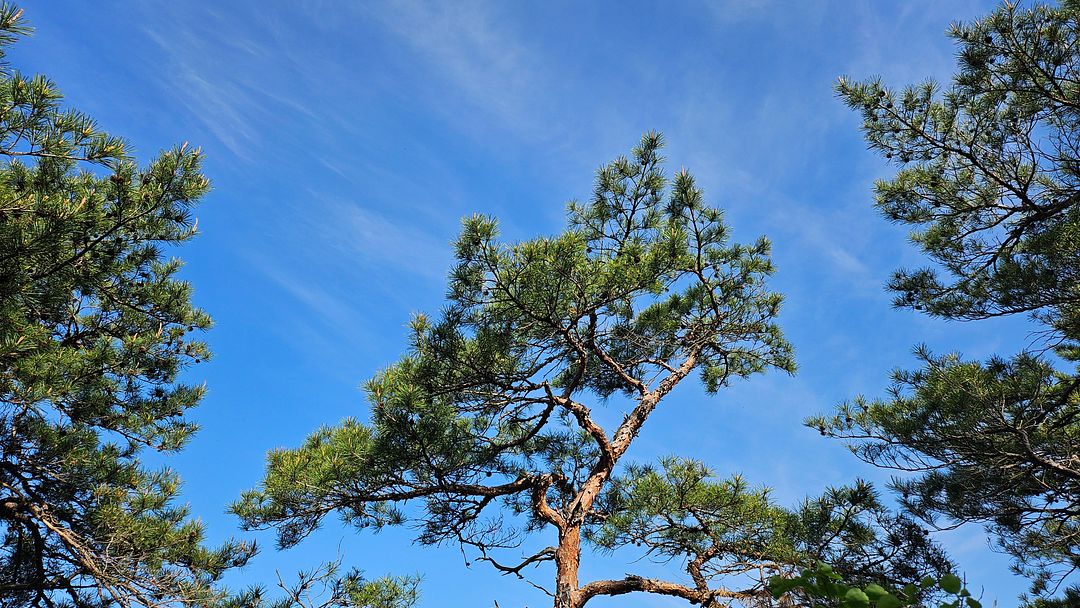 Pine trees and clouds! 240503 Near Janggunbong Peak, Mungyeong, Gyeongsangbuk-do, South Korea