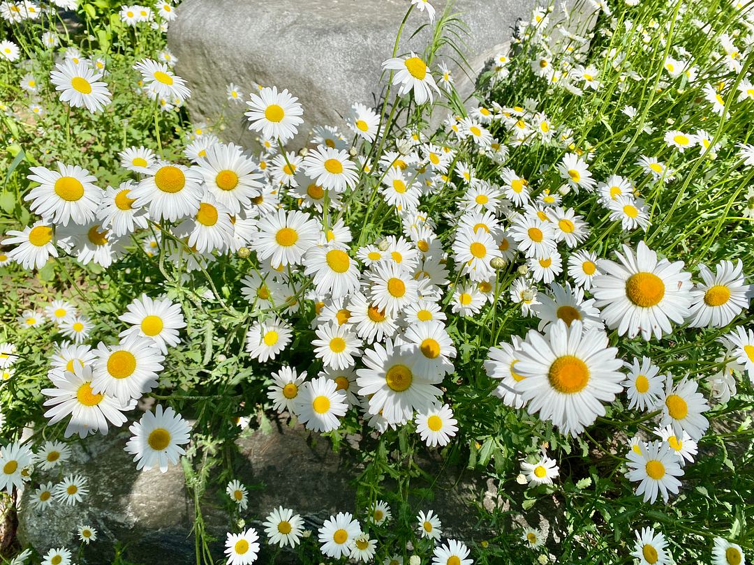 Marguerite