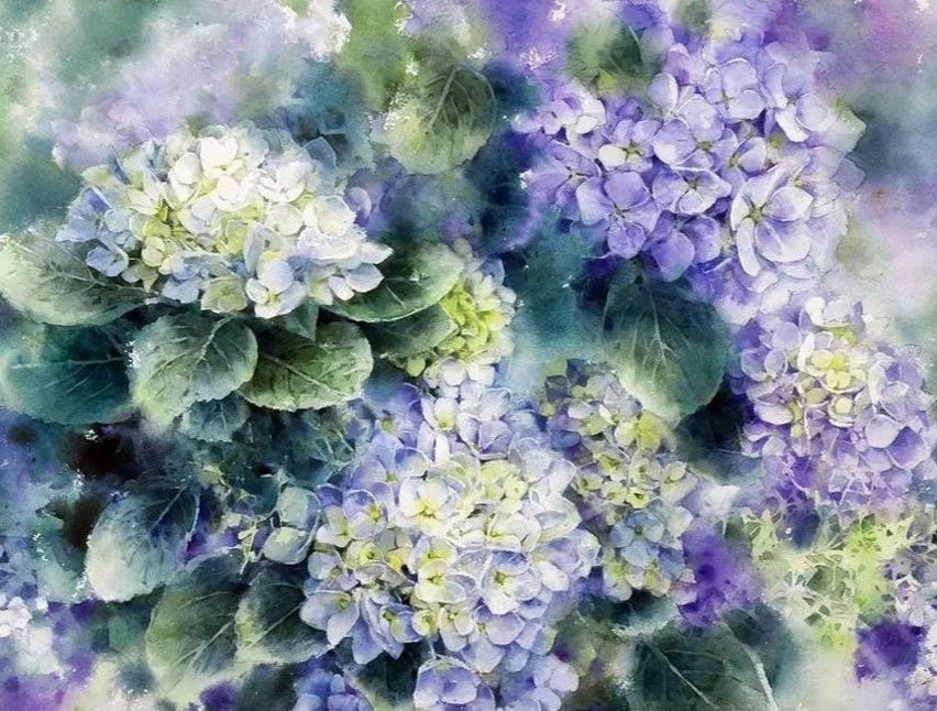 Essential flowers - Hydrangeas