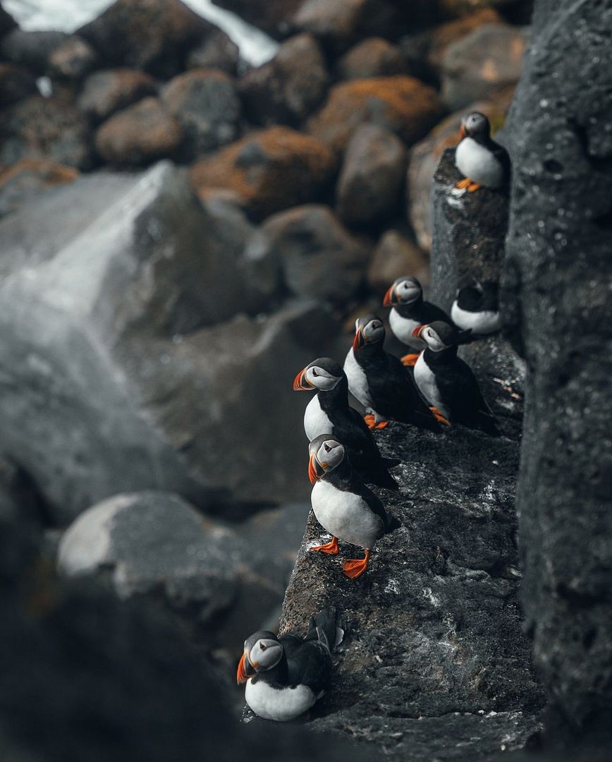 Puffins