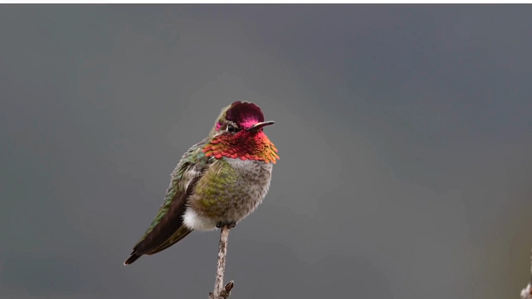 Anna's Hummingbird