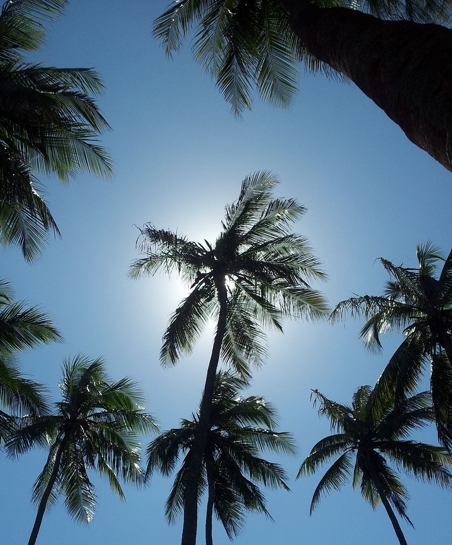 Palm trees in the Sun