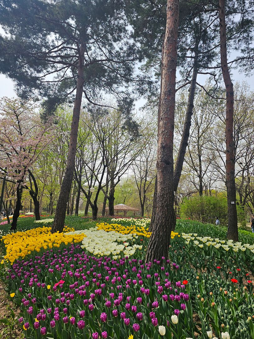 Seoul Forest Park's Tulips