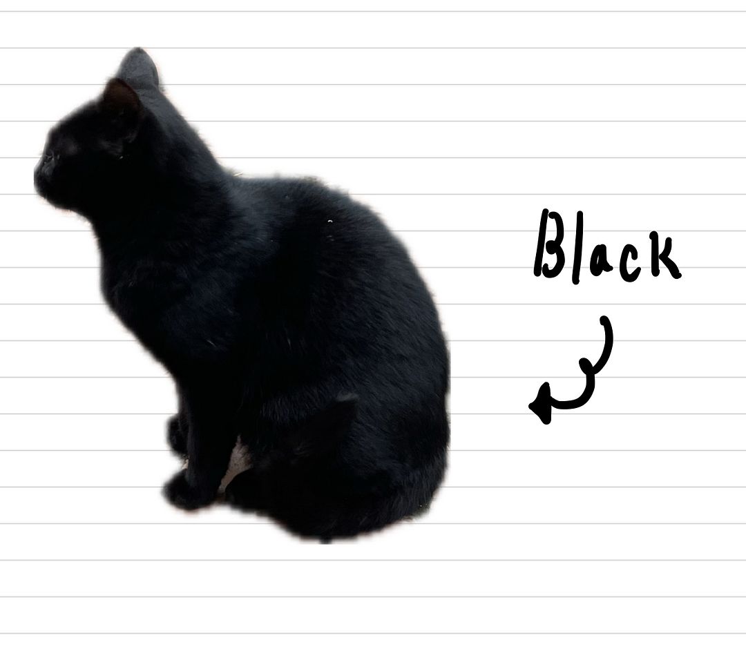 Cat_Black_2