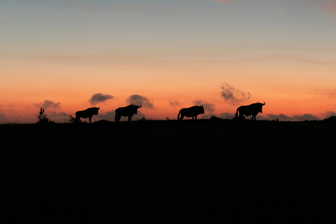 Buffalo in the sunrise