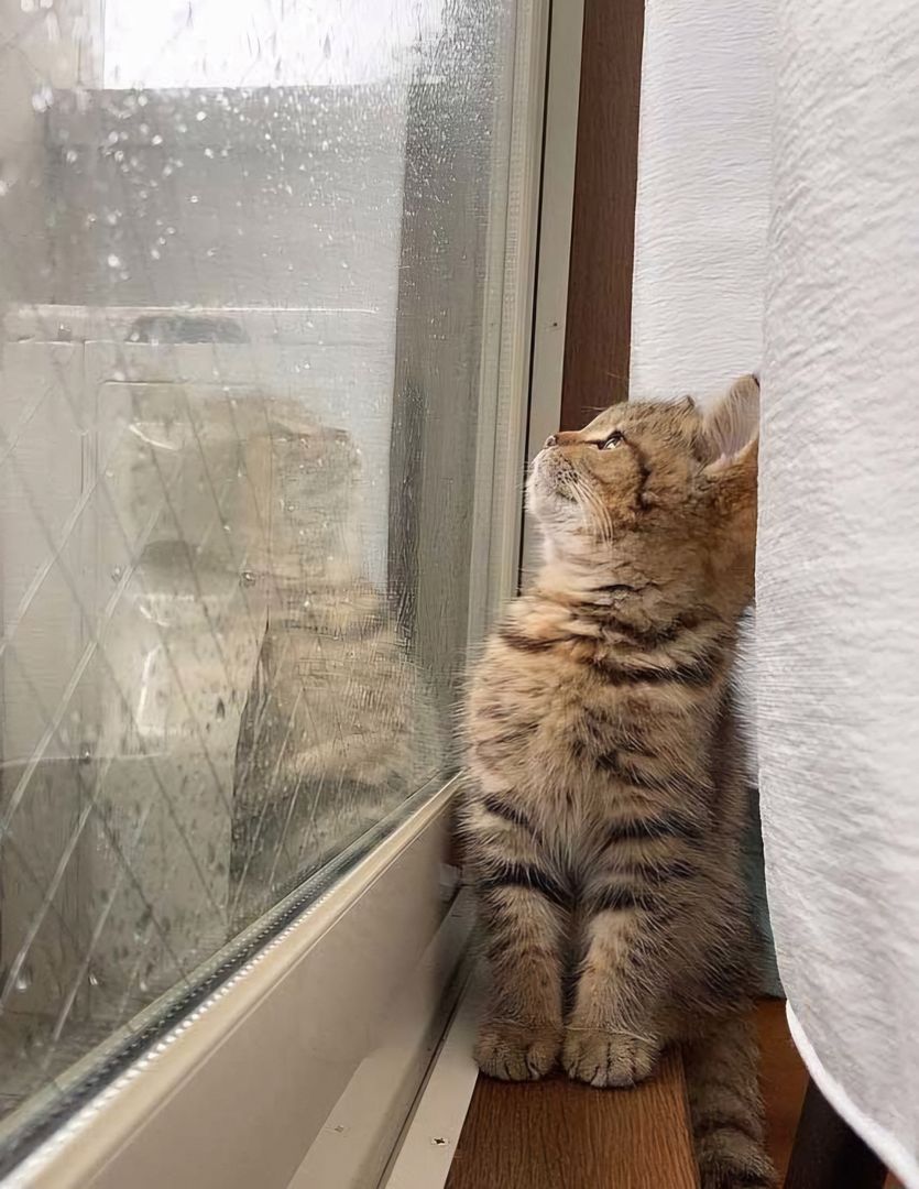 Cat with a Wonderful Rain