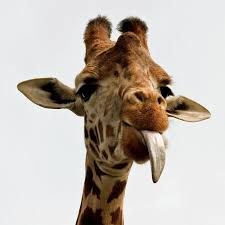 giraffe