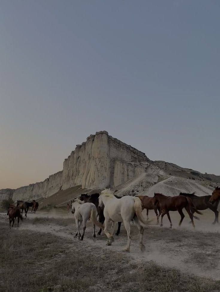 herd of horses