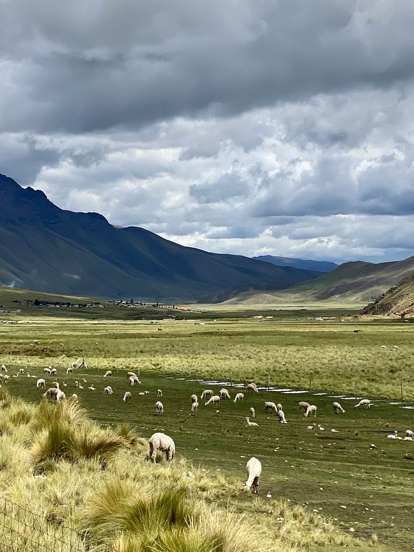 A herd of llamas