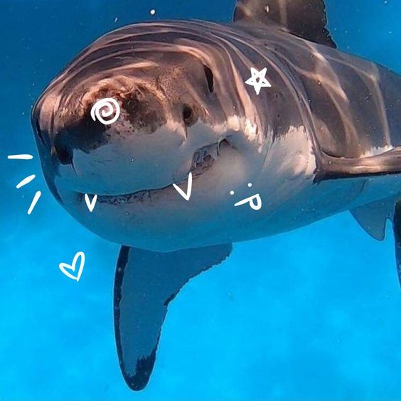 Cute shark