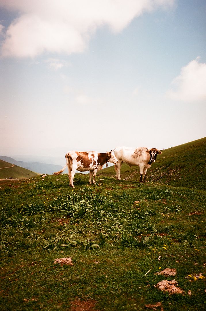 Cows, Summer 2022