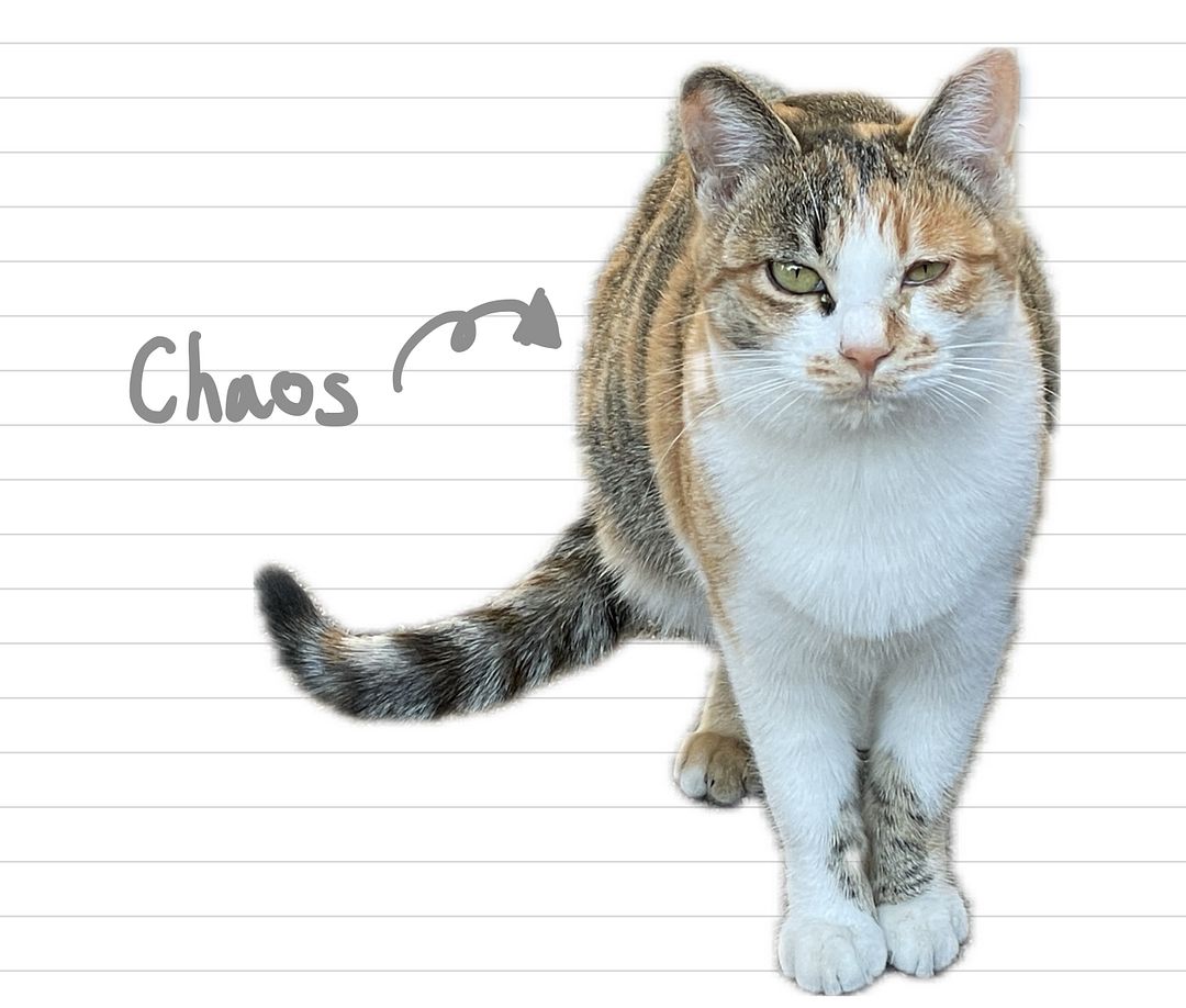 Cat_Chaos_43