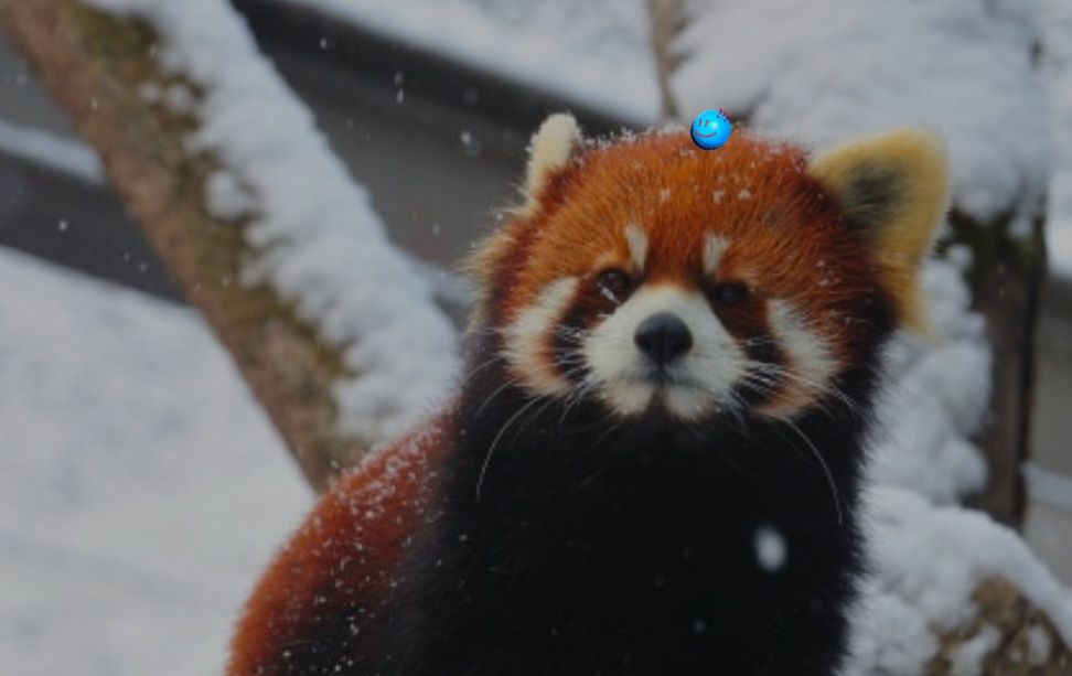 Red panda_5