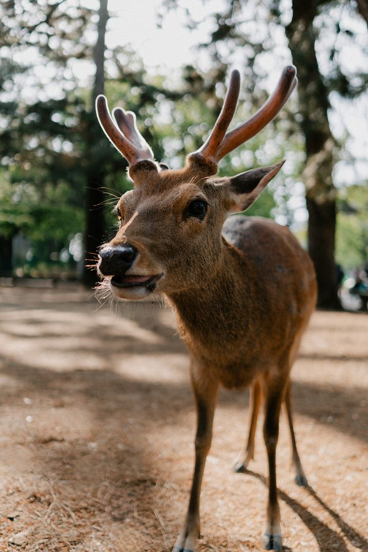 📍Nara Park