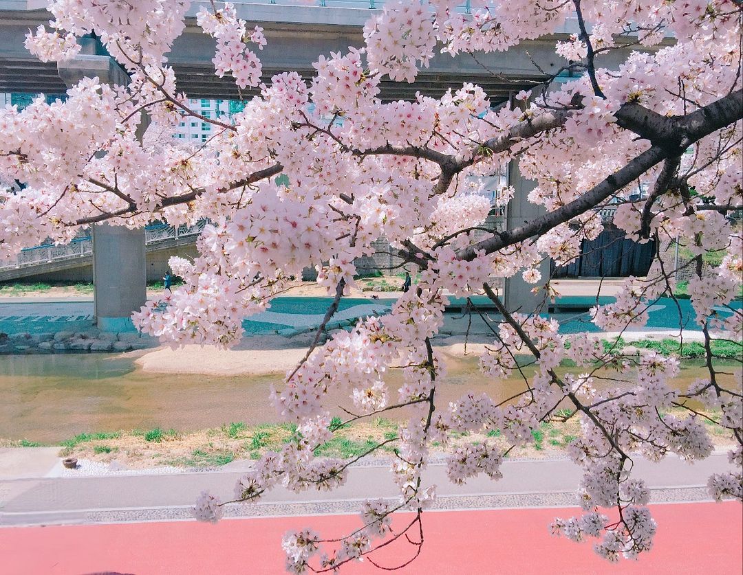 Cherry Blossom in April_Mroning