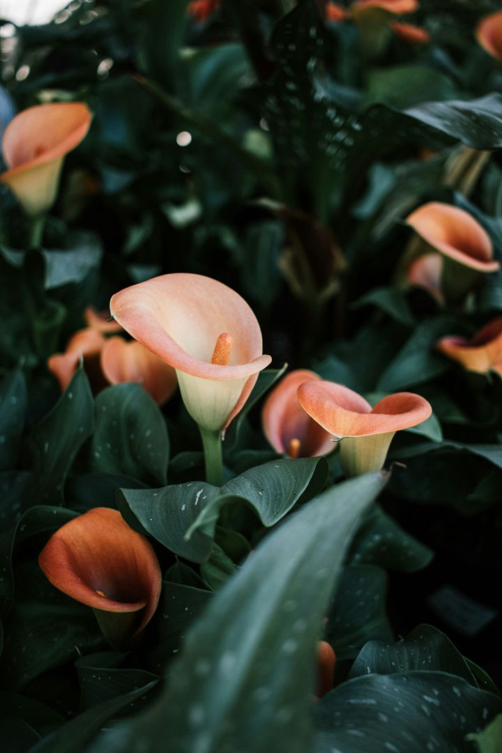 pink flower