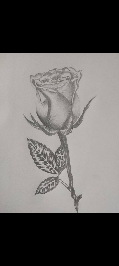 Rose Pencil Drawing