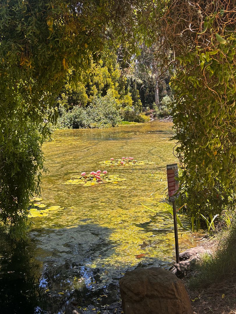 lily pads !