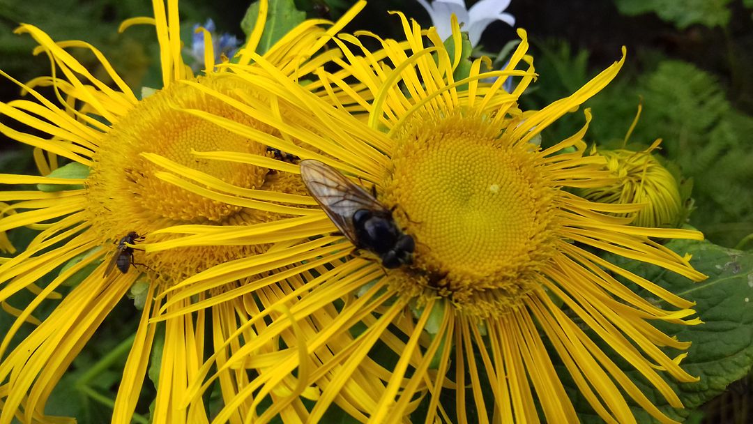 Elecampane