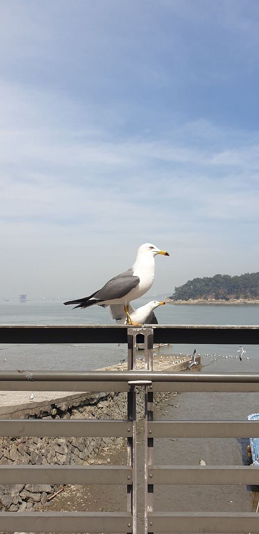 Seagull