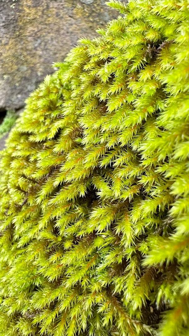 moss