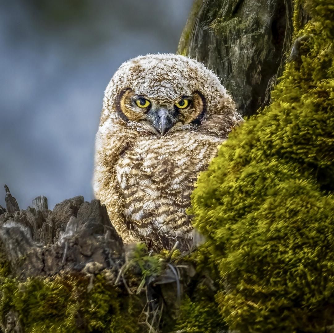 Young Owl