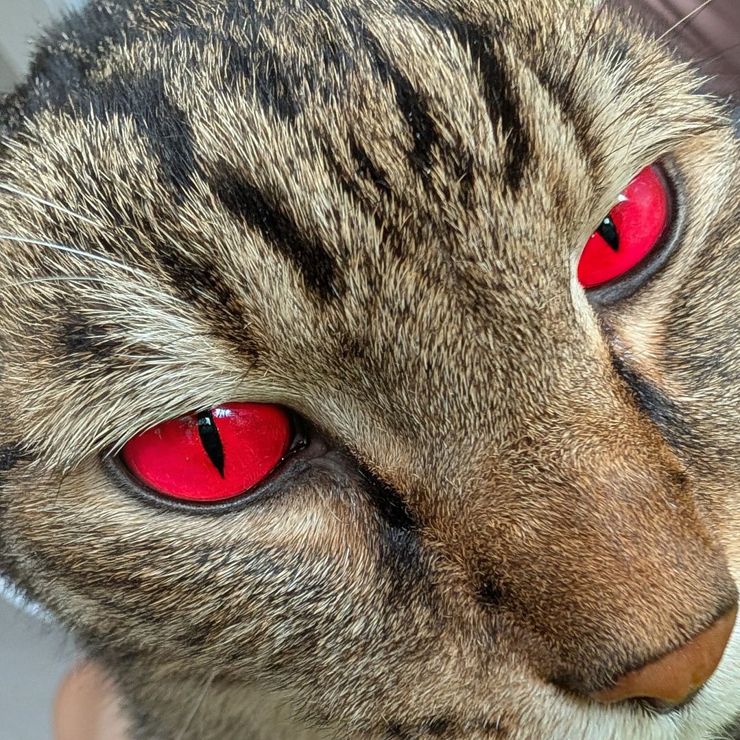 Red eyes tabby cat