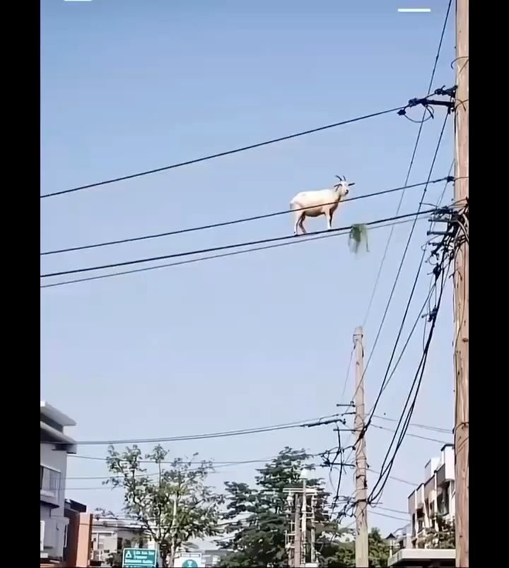Flying goat