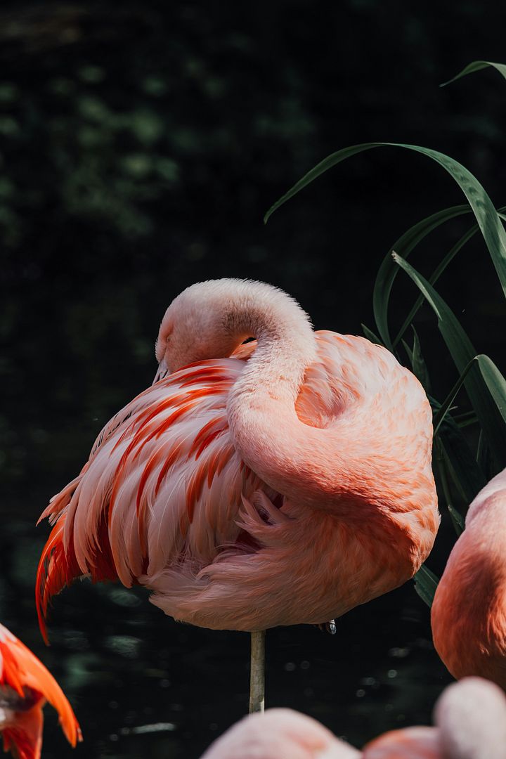 a group of flamingos standing next to each other