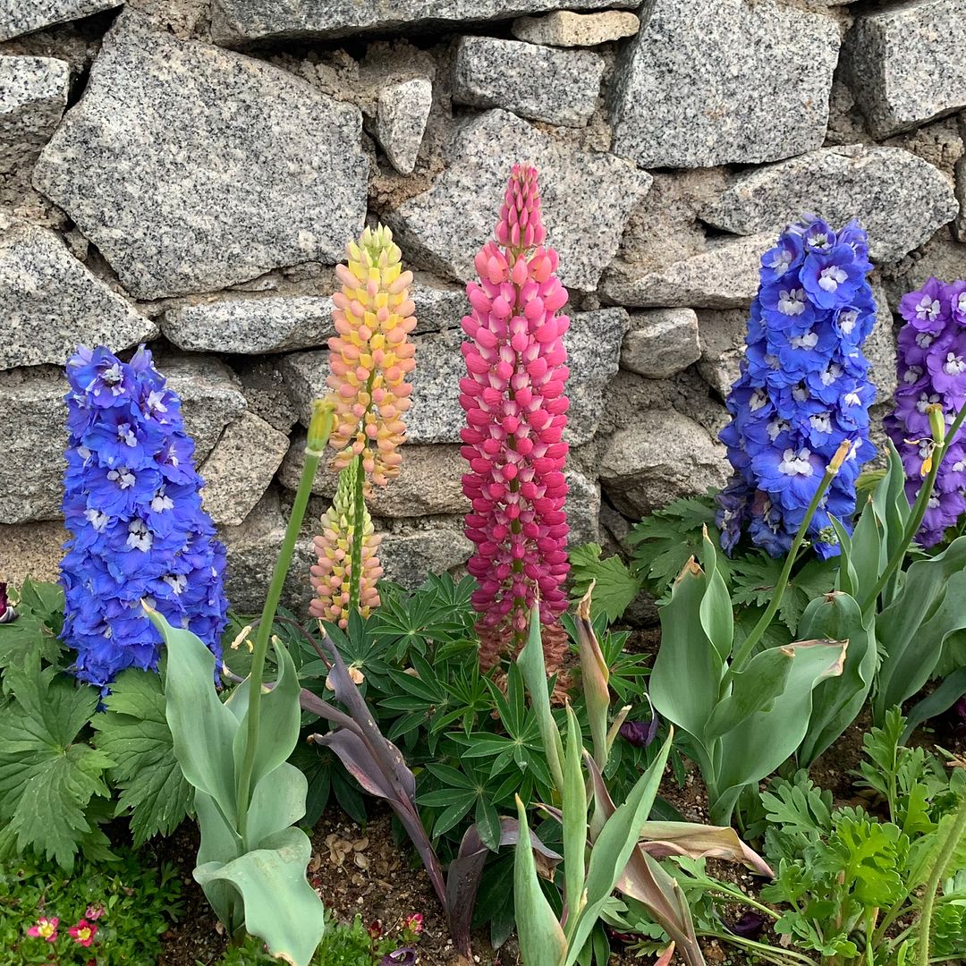 Colorful flowers