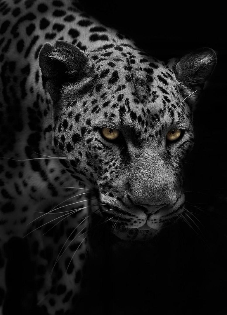 Portrait of Leopard