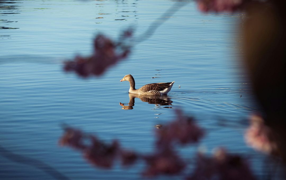 Waterfowl Birds that can stay on the surface of the water. Not all birds that hunt in the water are waterfowl. Waterfowl are united only by a way of life, not by kinship, so they are not taxonomically related.