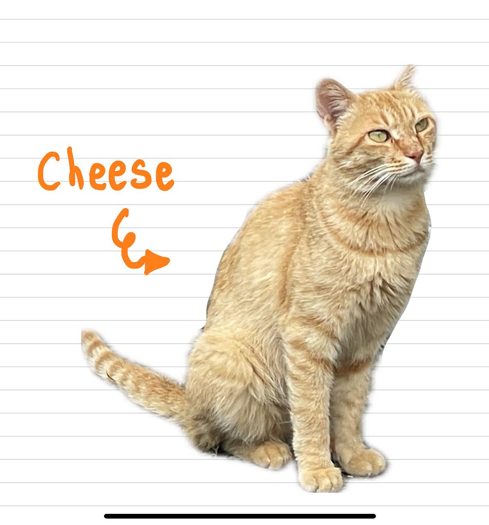 Cat_Cheese_16