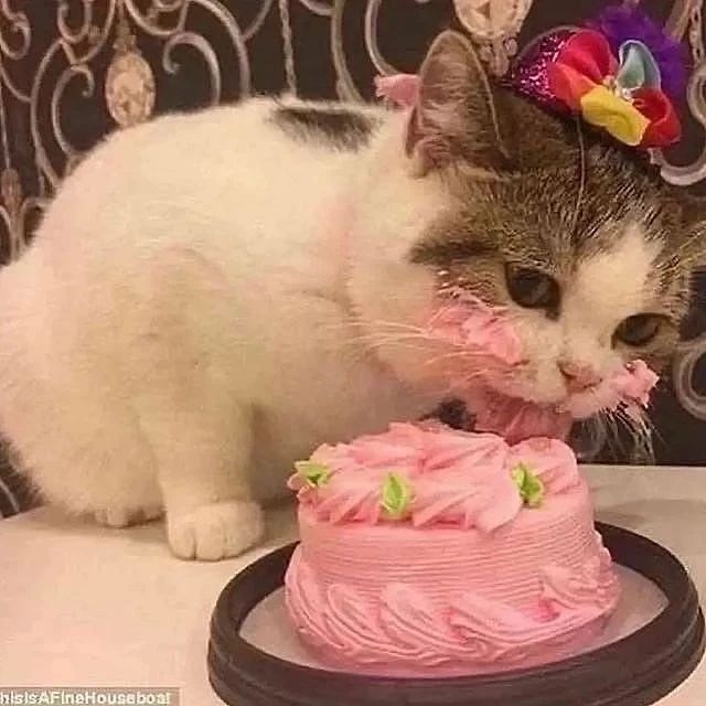 b-day cat 1