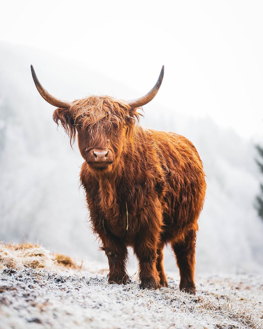 highland-cattle-8183107_1920