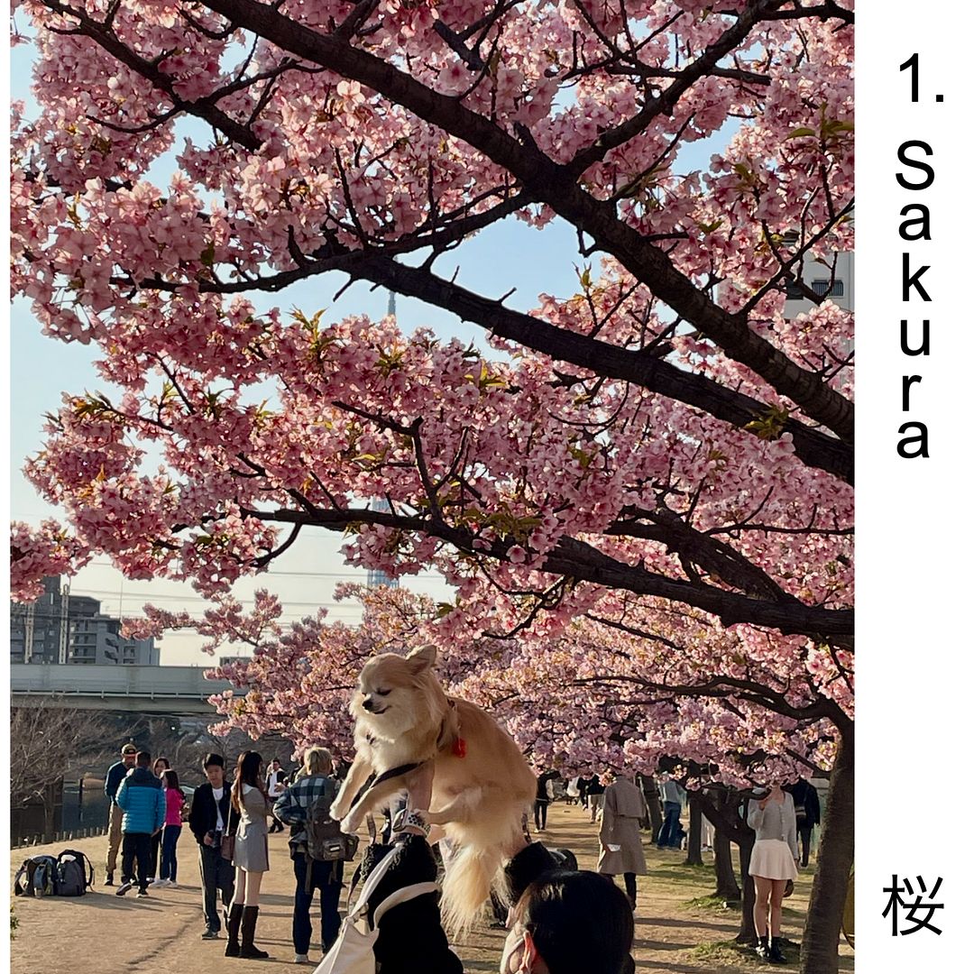 [Original] !!japan - Collection 1. Sakura (桜)