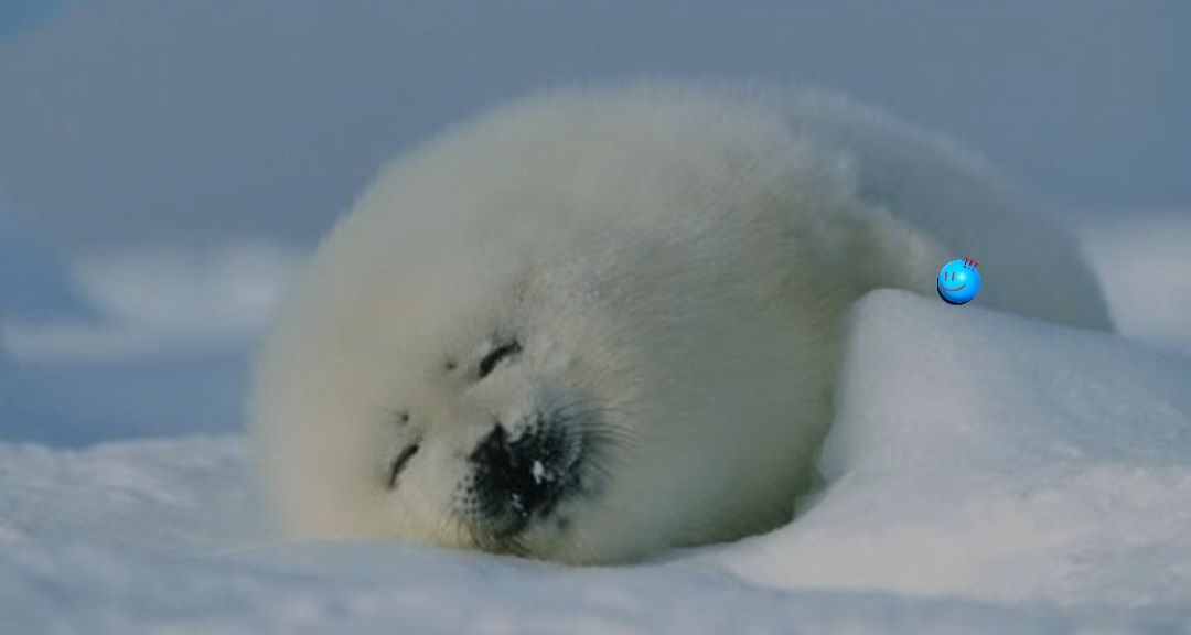 Harp seal