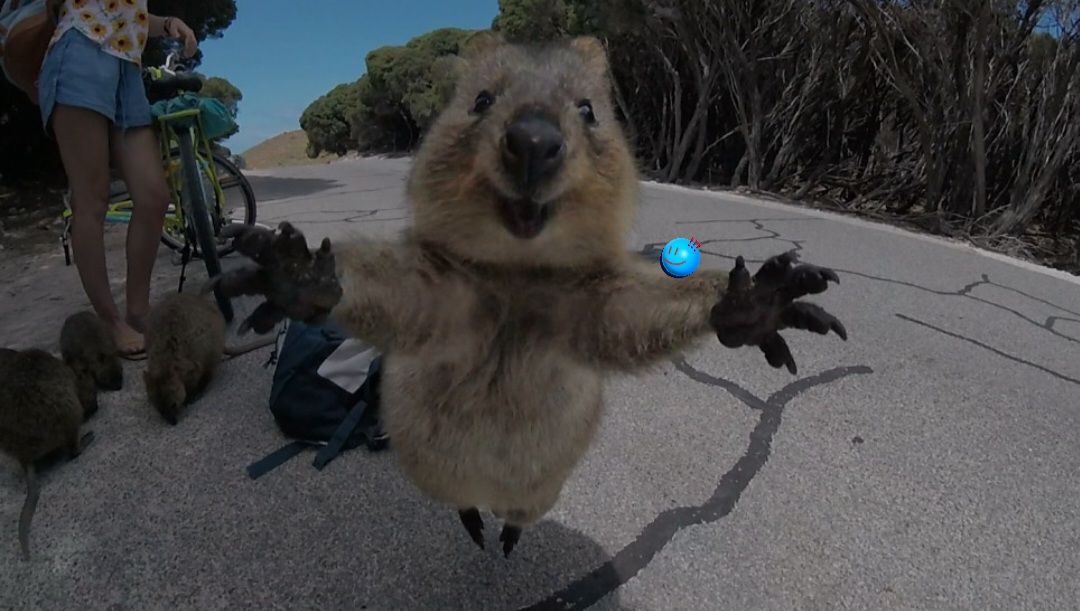 quokka4