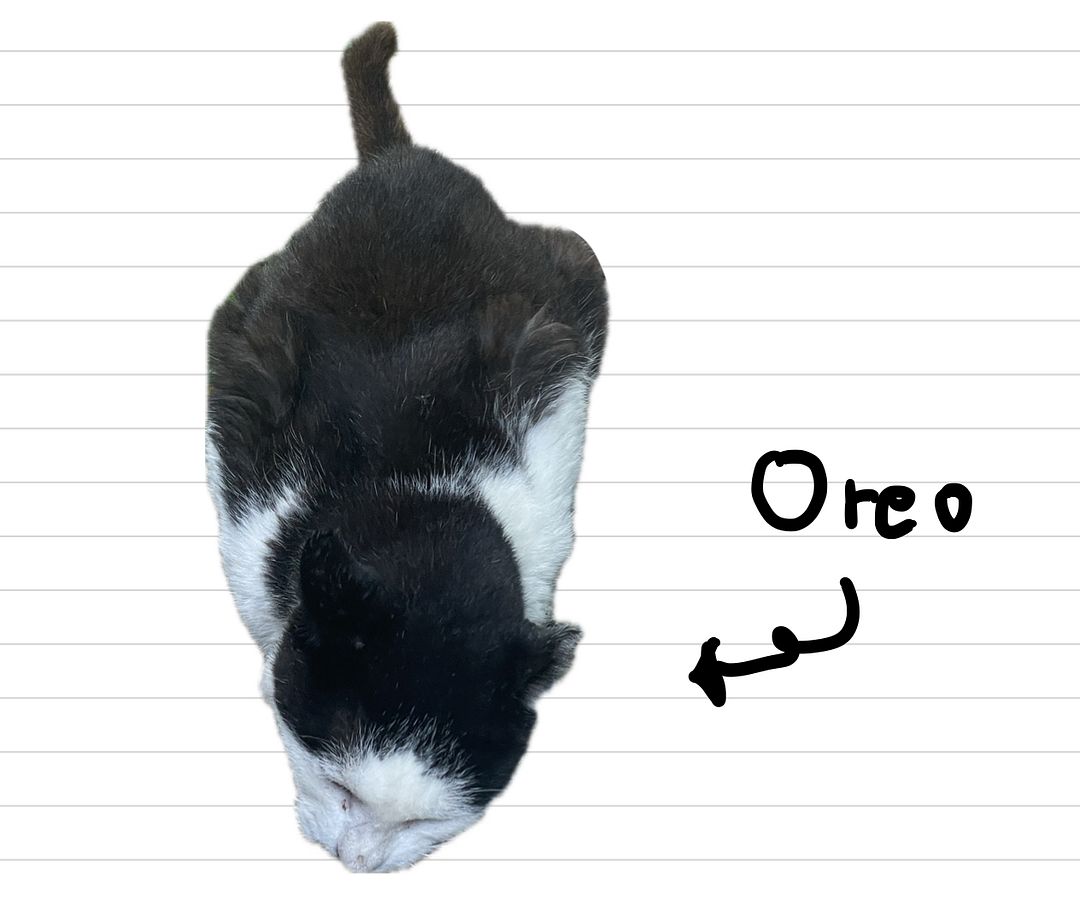 Cat_Oreo_7