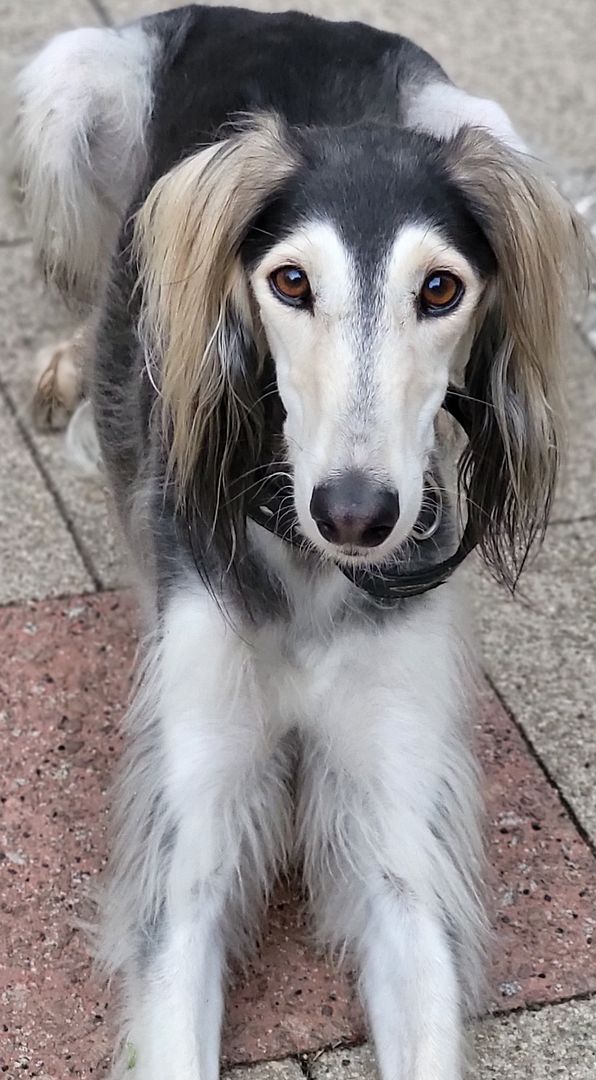 Harmatan the Saluki