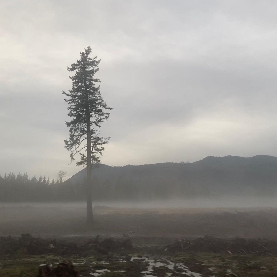 lone tree in the fog