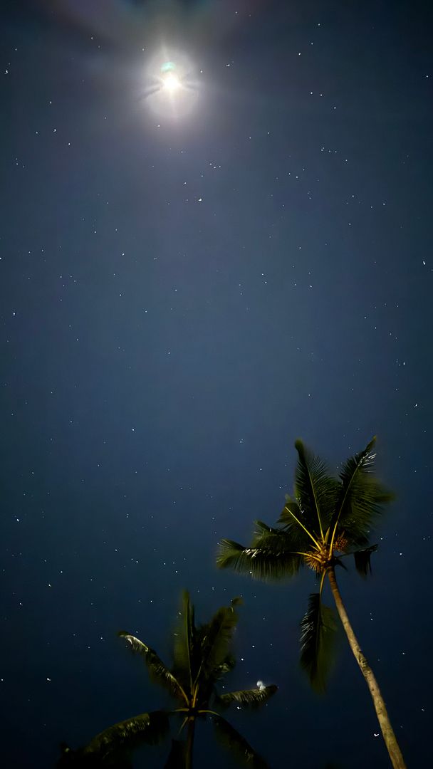 Enjoy the starry sky and palm trees 😍