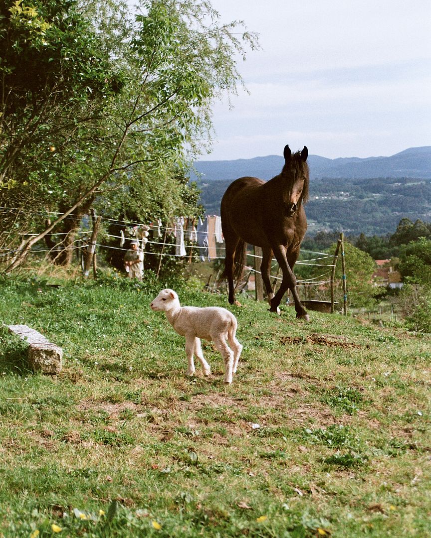 graze mates