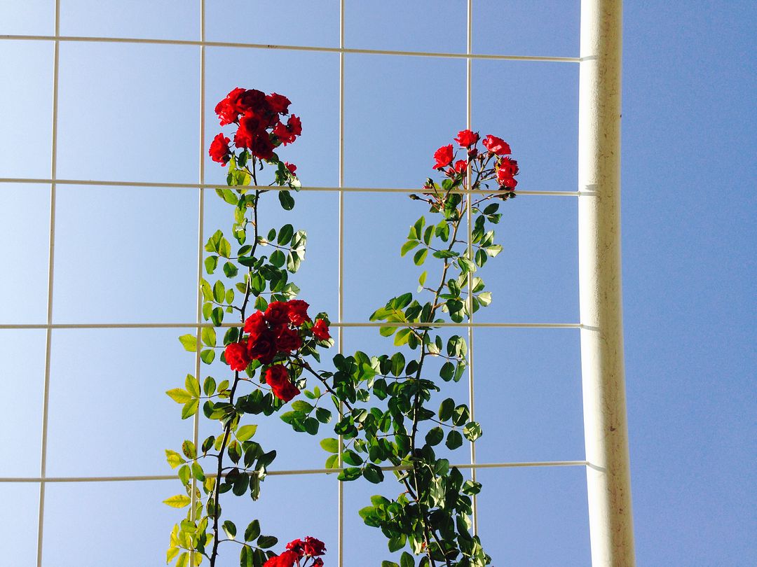 RED rose in the SKY